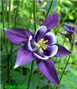 Cvijet Pakujac – Aquilegia caerulea